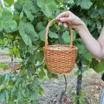 Mini Wicker Basket