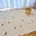 Small Cream Rug With Black Dots - 50x100cm - Soft Rug