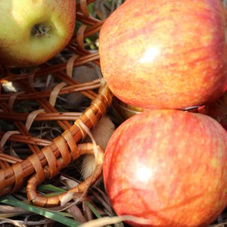 il_fullxfull.4194645529_alxz-escalado