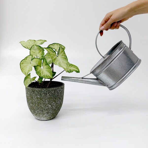 Galvanized Zinc Watering Can